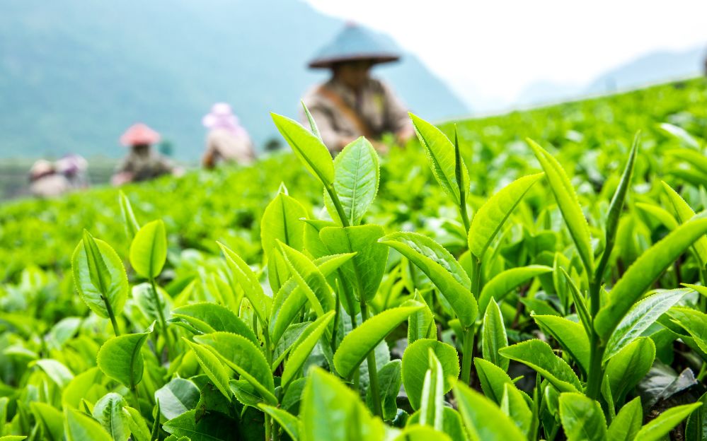 品味高端普洱茶：探索散茶的优美之处普洱茶是一种独特的散茶，具