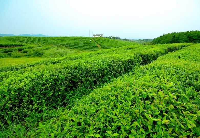 后发酵茶包括熟普和黑茶，它们有何不同之处呢？