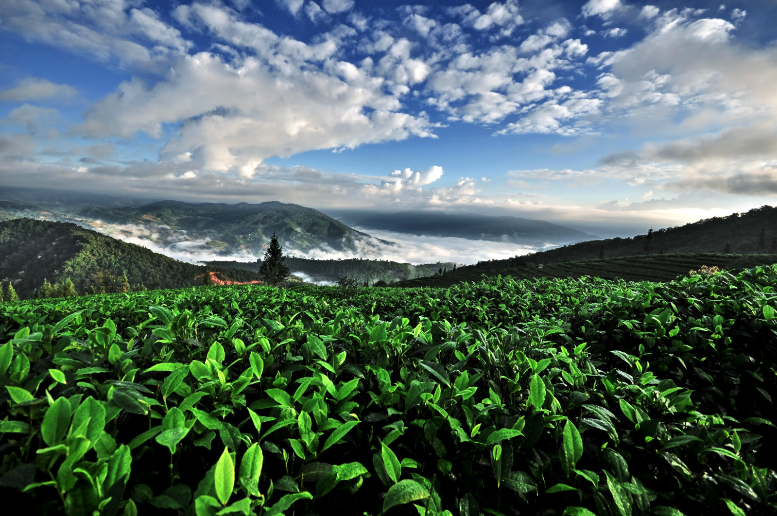 饮茶习俗