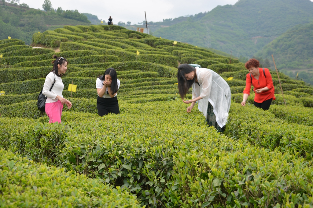 茶艺熏香：香气弥漫，身心愉悦