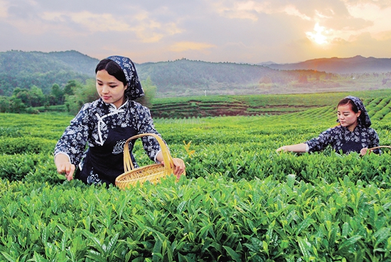 西定乡开展“小手拉大手·章朗古茶山绿美研学”活动茶友网(原中