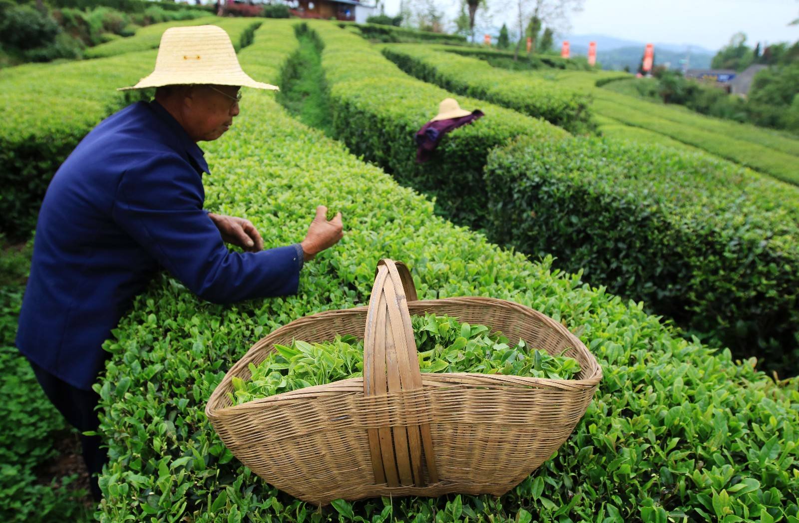 麦卓茶器：外观新颖，智能沖泡，好茶的秘密