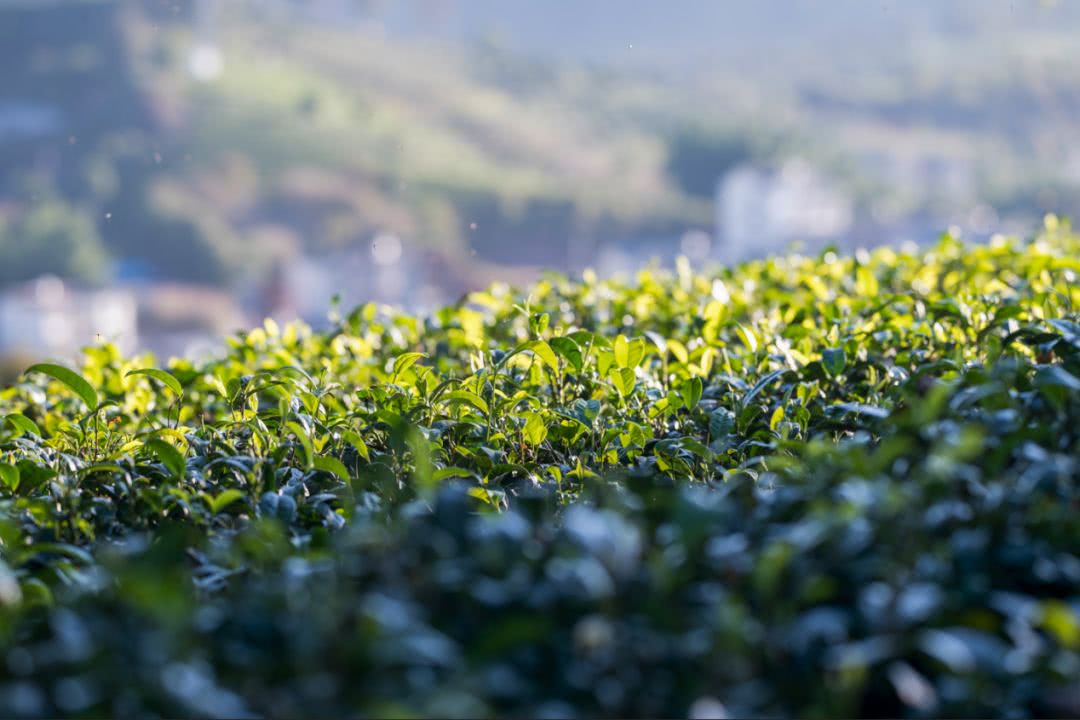 新茶村“新茶事”