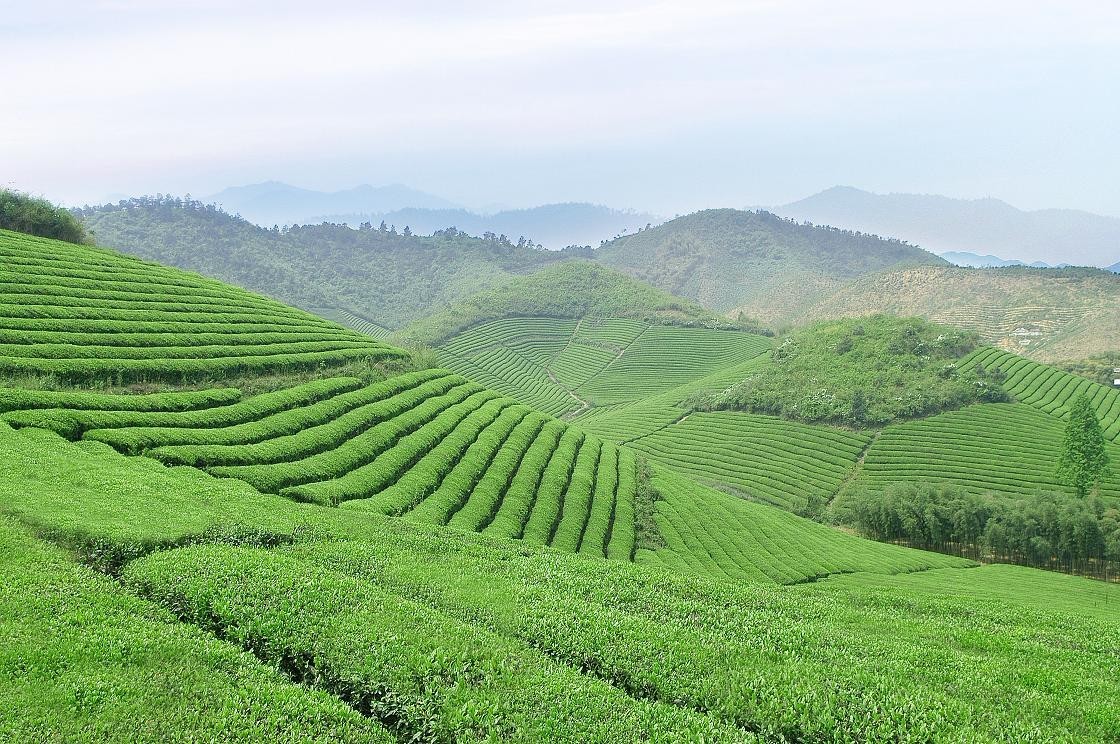 12星座对应的12种茶，你是哪一种呢？