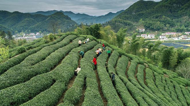 选茶攻略大全，助你挑到好茶！