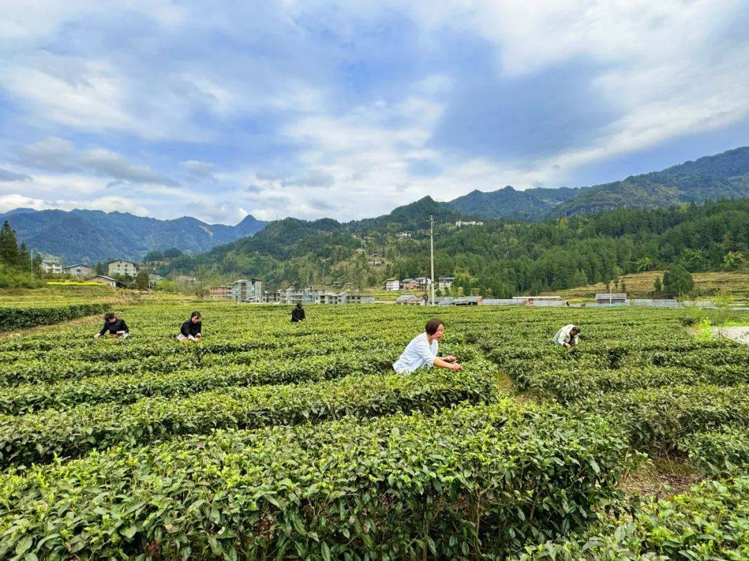 都说古树茶好，你知道什么是古树茶，好在哪里吗？