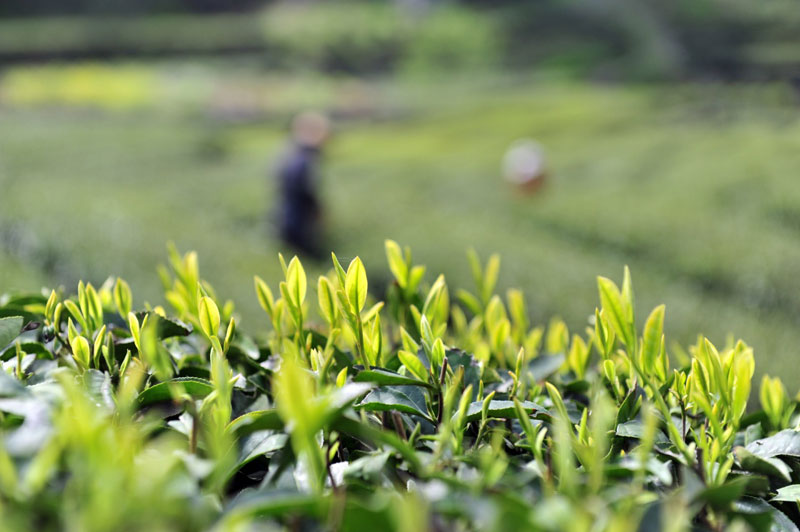 这样喝茶如饮砒霜，你可知道？