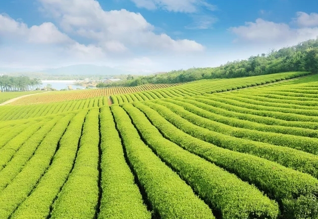 重庆荣昌夏茶采摘忙红碎茶香飘海外茶友网(原中国普洱茶网)