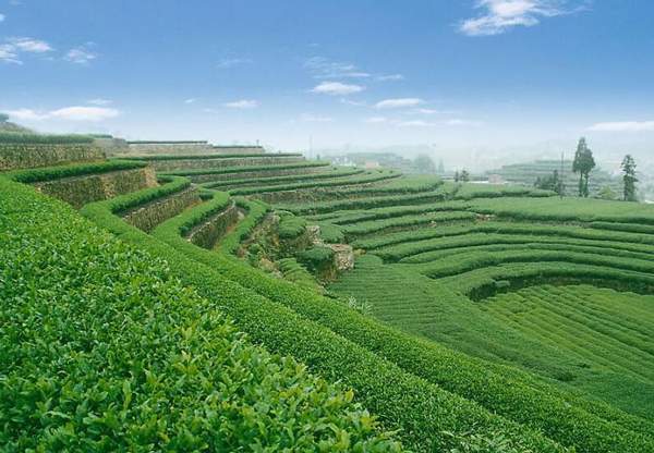 茶道茶艺学习，体验不一样的生活之美